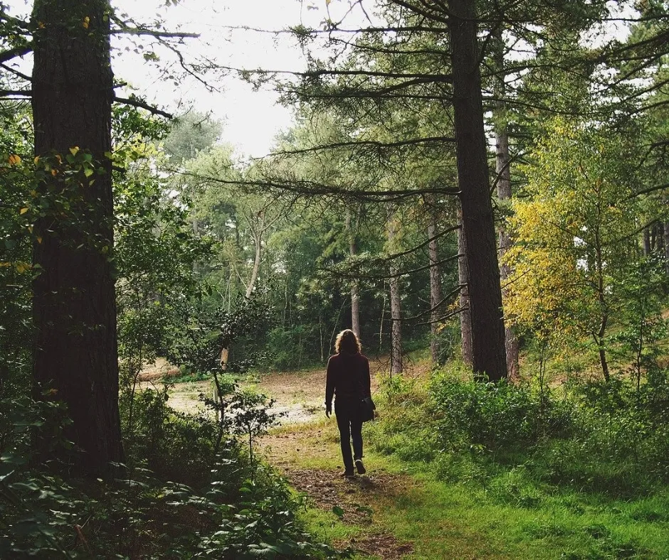 Lopen in het bos