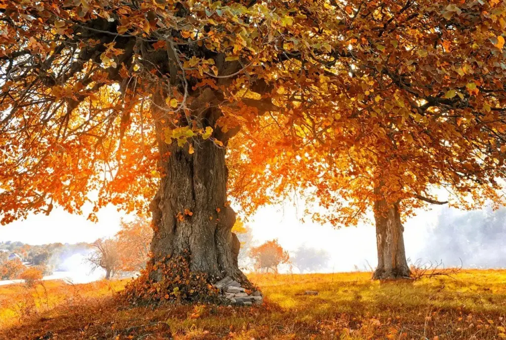 Bd24b44 w1272 autumnlandscapewitht